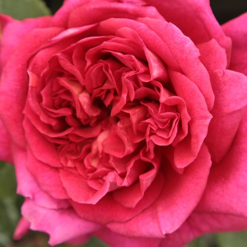 Online rózsa rendelés - Vörös - teahibrid rózsa - diszkrét illatú rózsa - Rosa L'Ami des Jardins™ - Dominique Massad - Illatos, nyílott állapotban kissé lapított formájú élénkvörös virágai kellemes kontrasztot alkotnak világoszöld leveleivel.